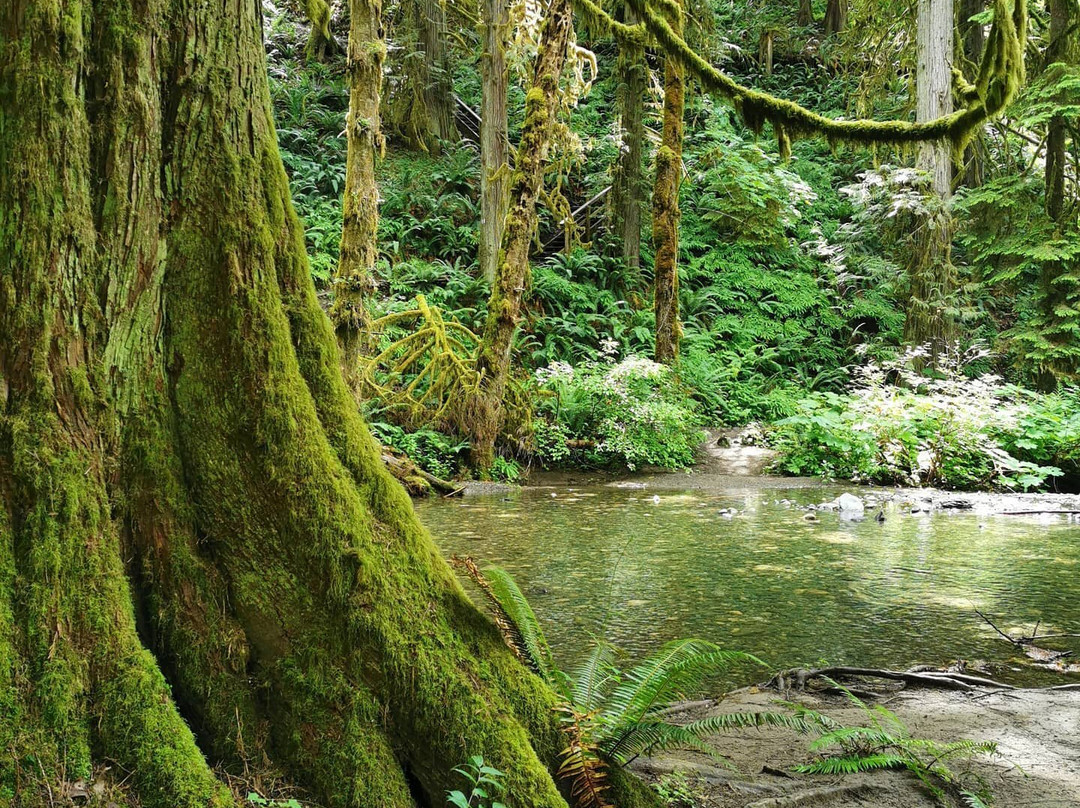 Cowichan River Provincial Park景点图片