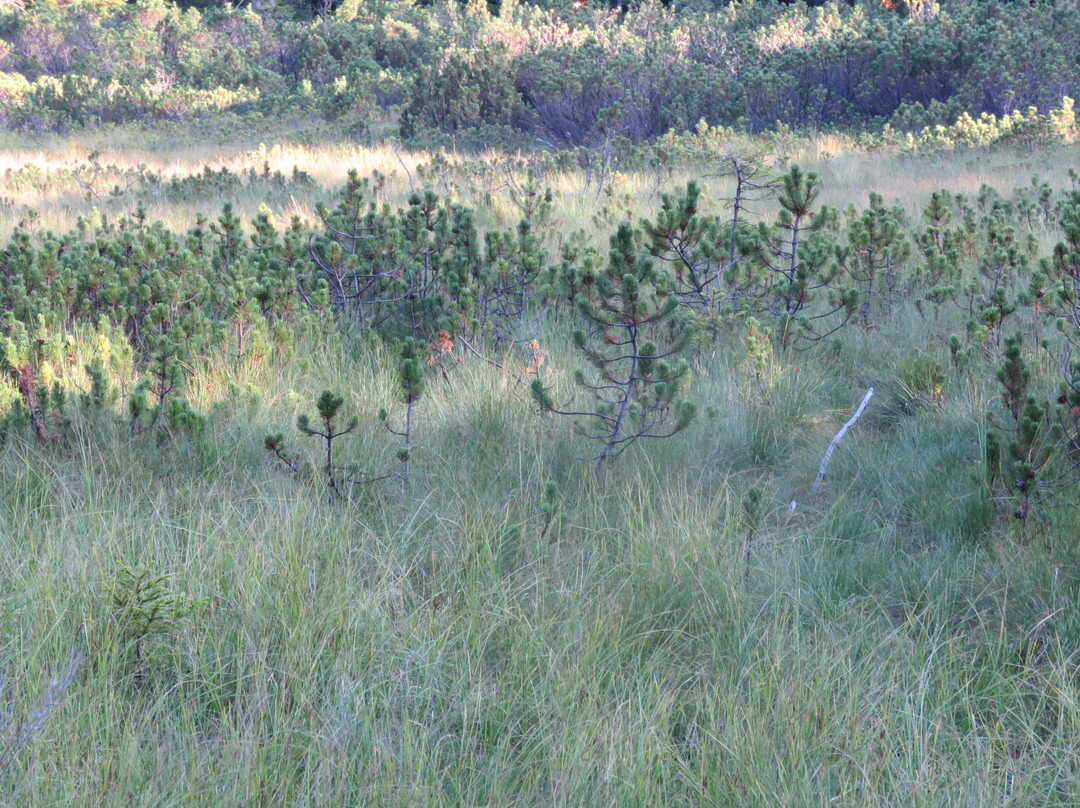 Goreljek Peat Bog景点图片