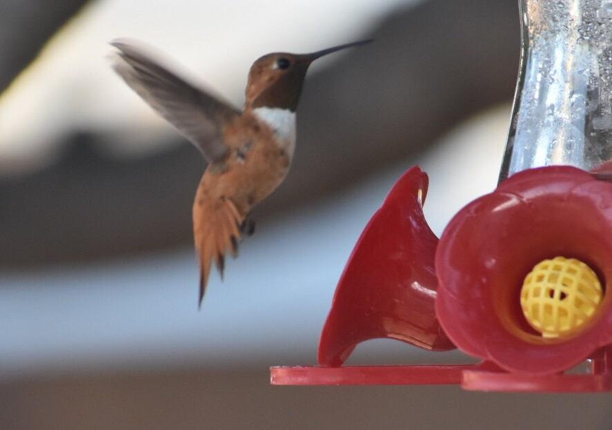 Smokey Bear Motel主图