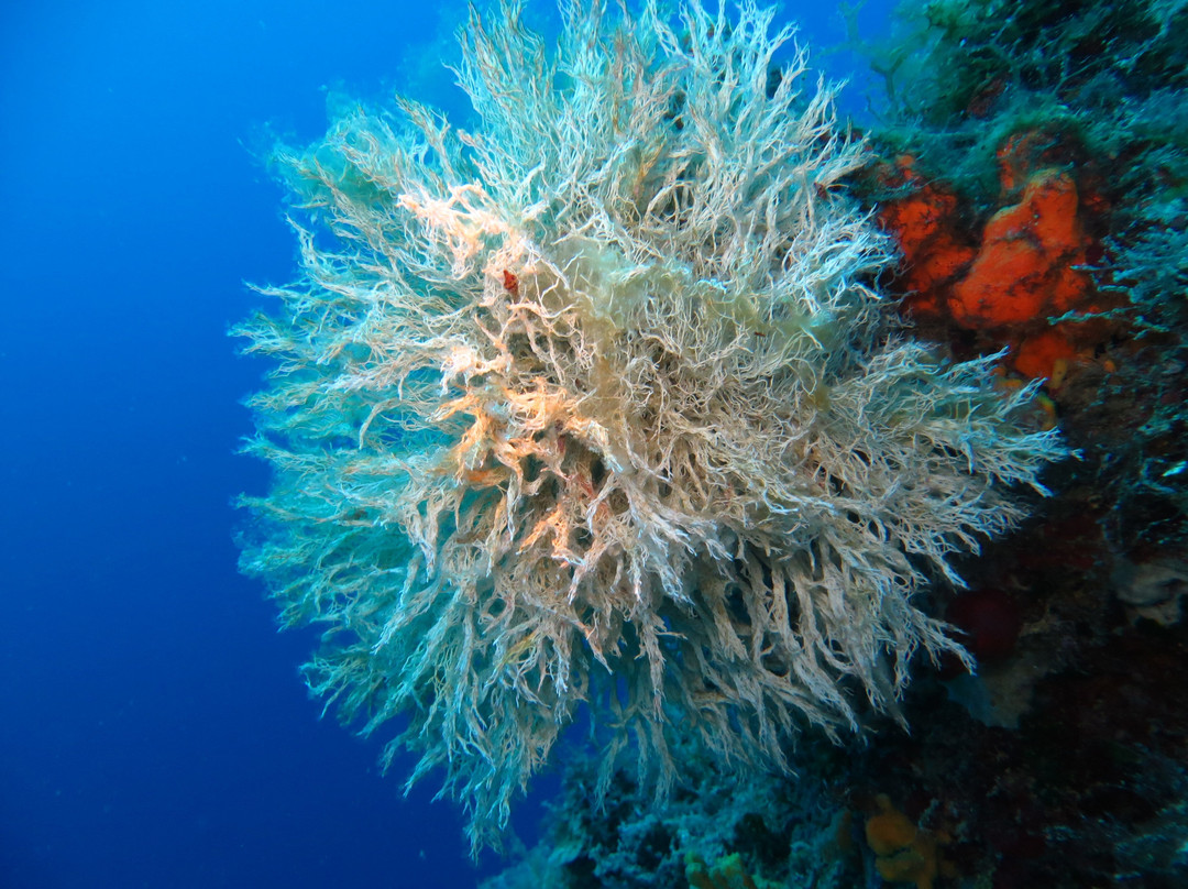 Kerveli Dive Center - Samos-Kerveli必去景点