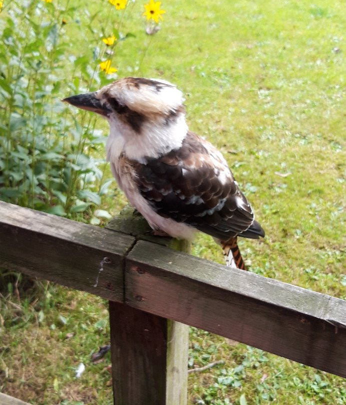 Kirkleatham Owl Center-Redcar必去景点