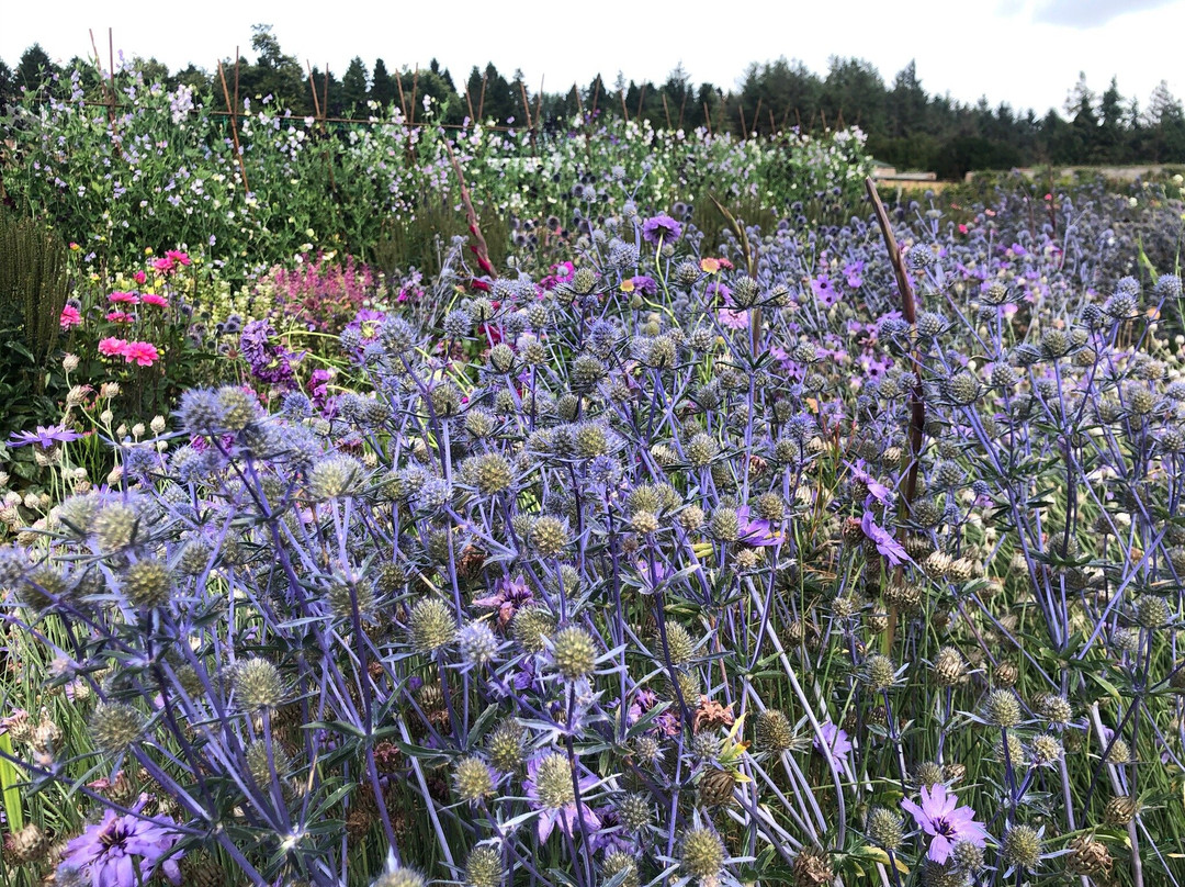 Gordon Castle Walled Garden-Fochabers必去景点