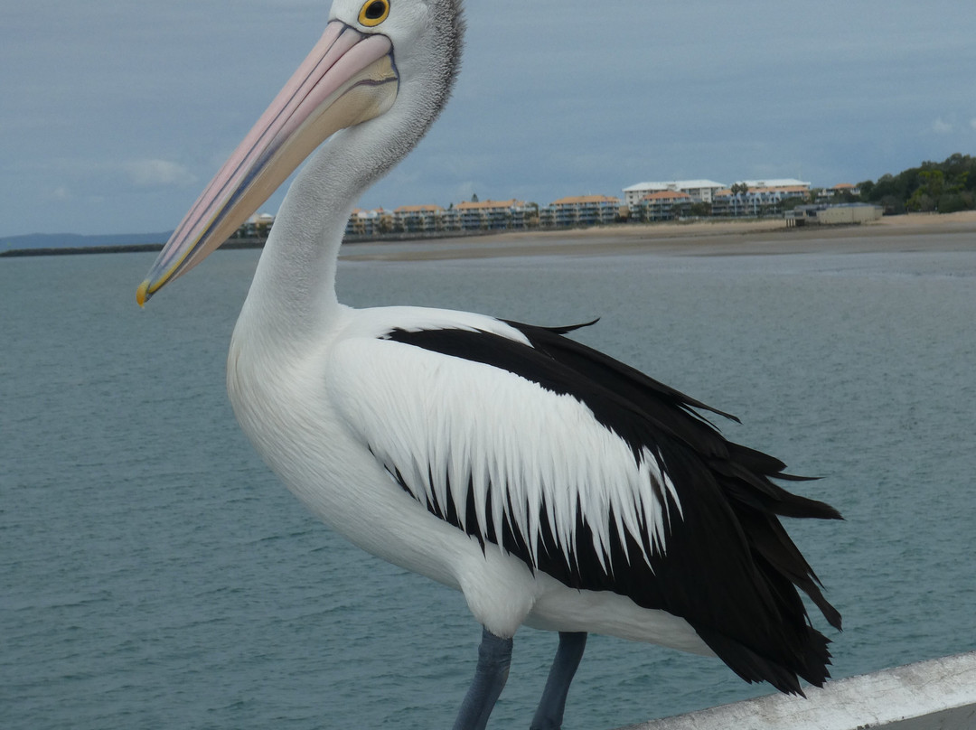 Urangan Pier景点图片