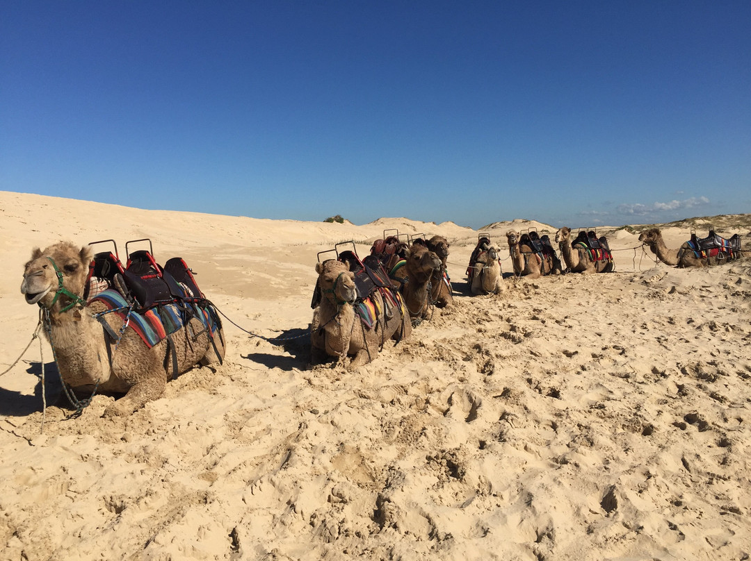 Stockton Sand Dunes景点图片