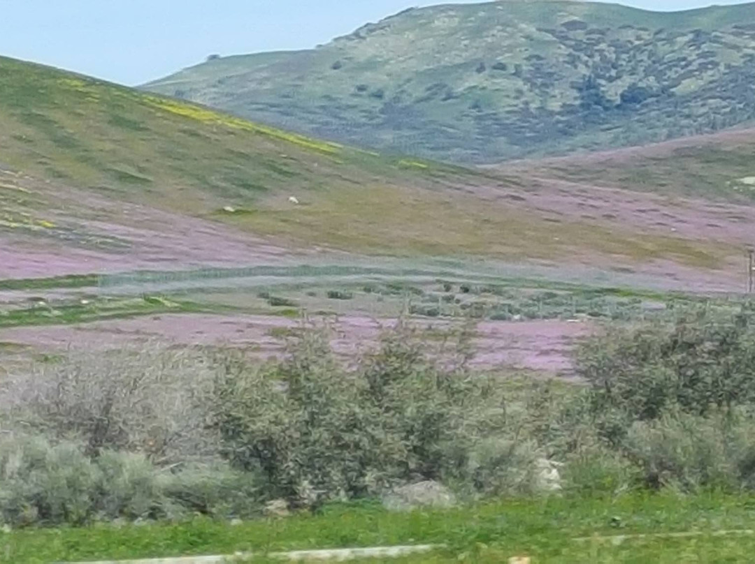 Desert Tortoise Natural Area-California City必去景点