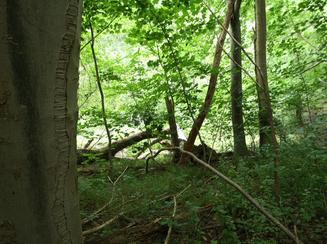 Tønballe Naturcenter景点图片