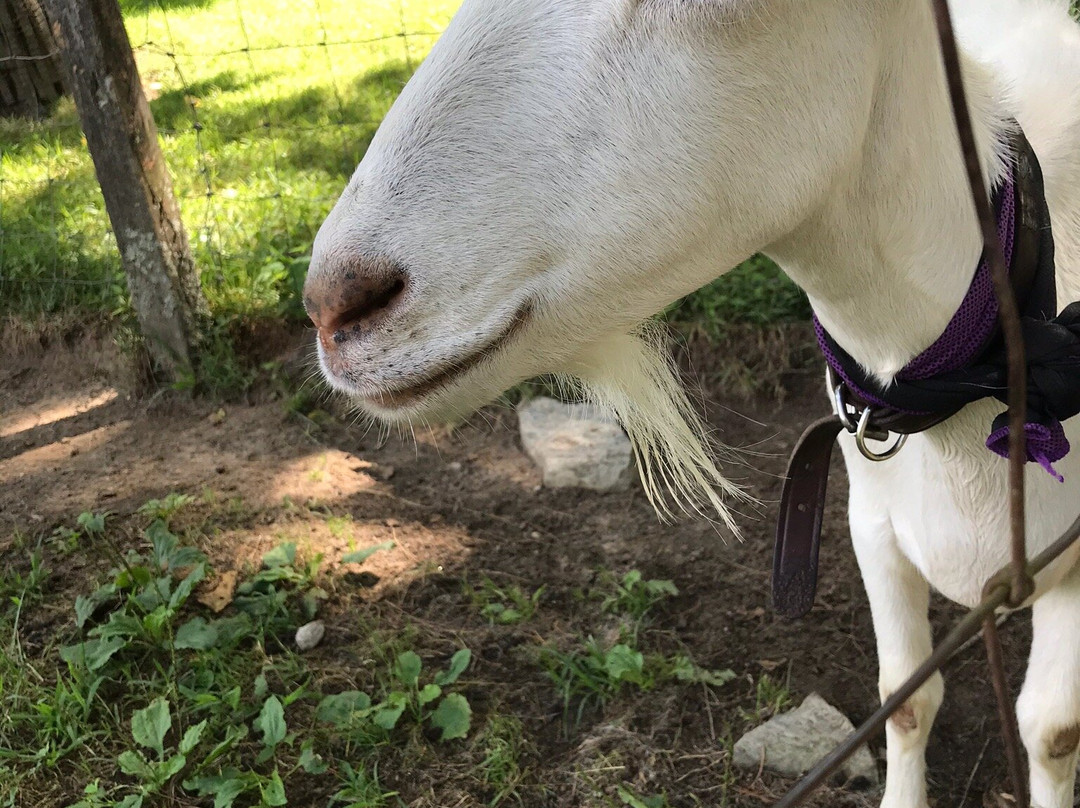Carl Sandburg Home National Historic Site-Flat Rock必去景点