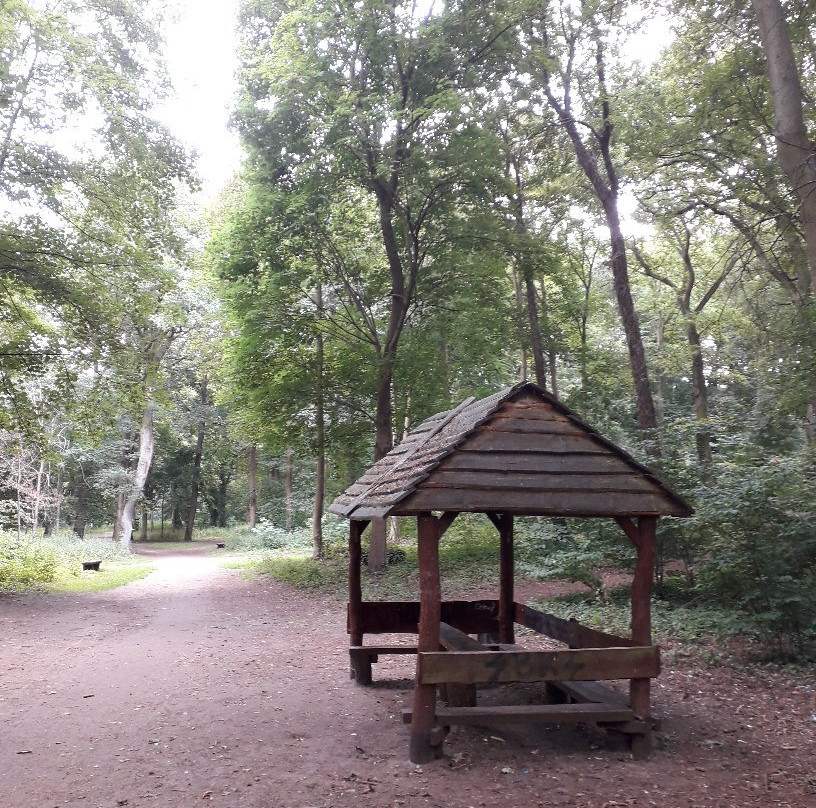Beech Forest (Puszcza Bukowa), Szczecin景点图片