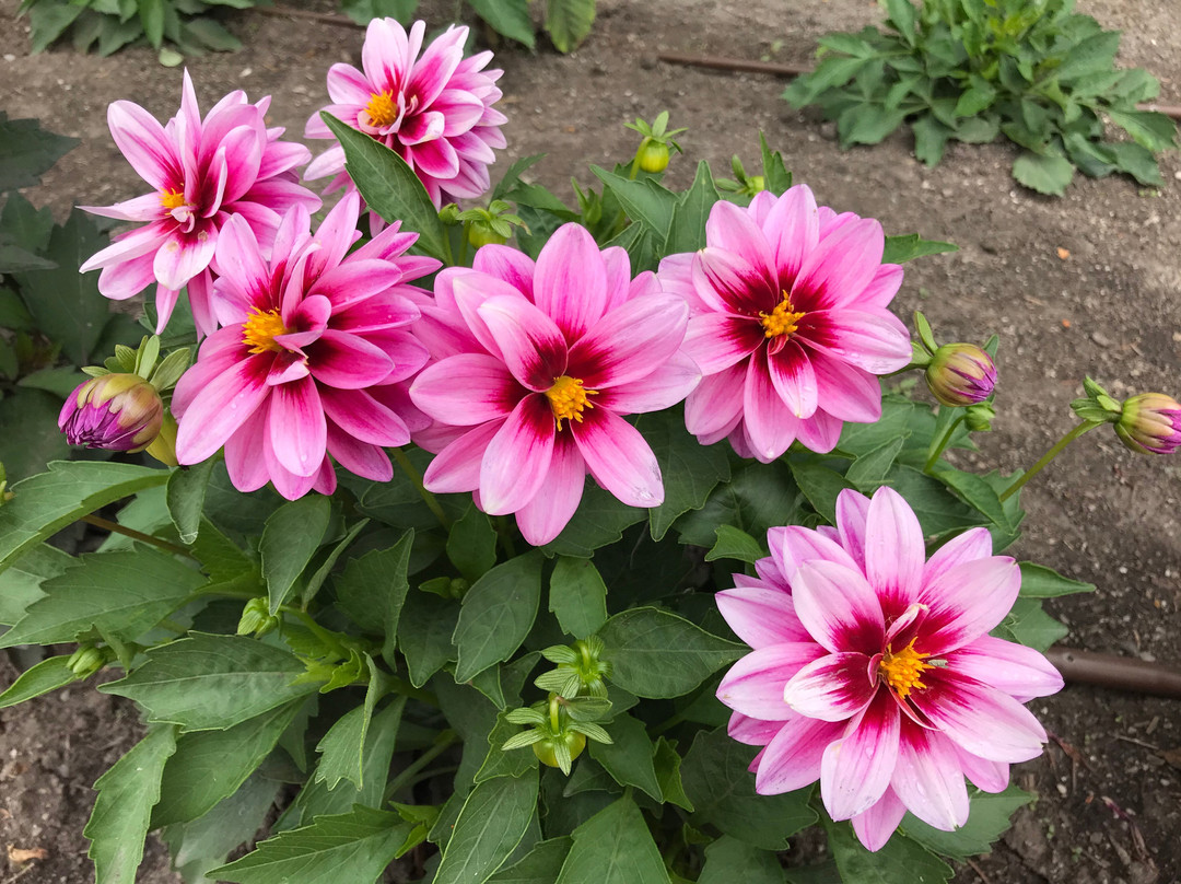 St. Albert Botanic Park-圣艾伯特必去景点