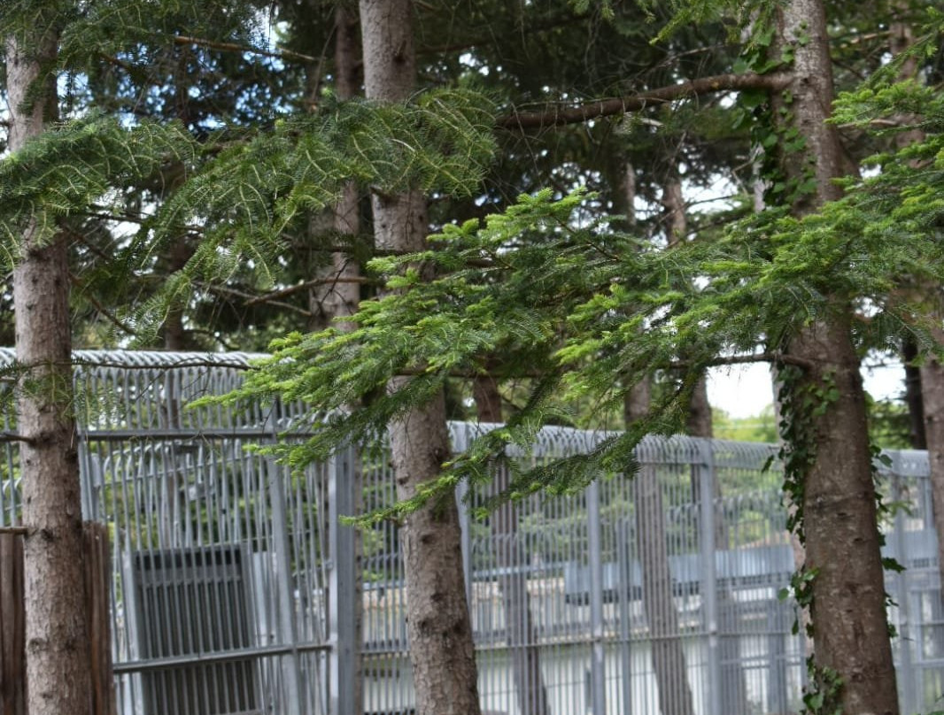 Area Faunistica dell'Orso Bruno景点图片
