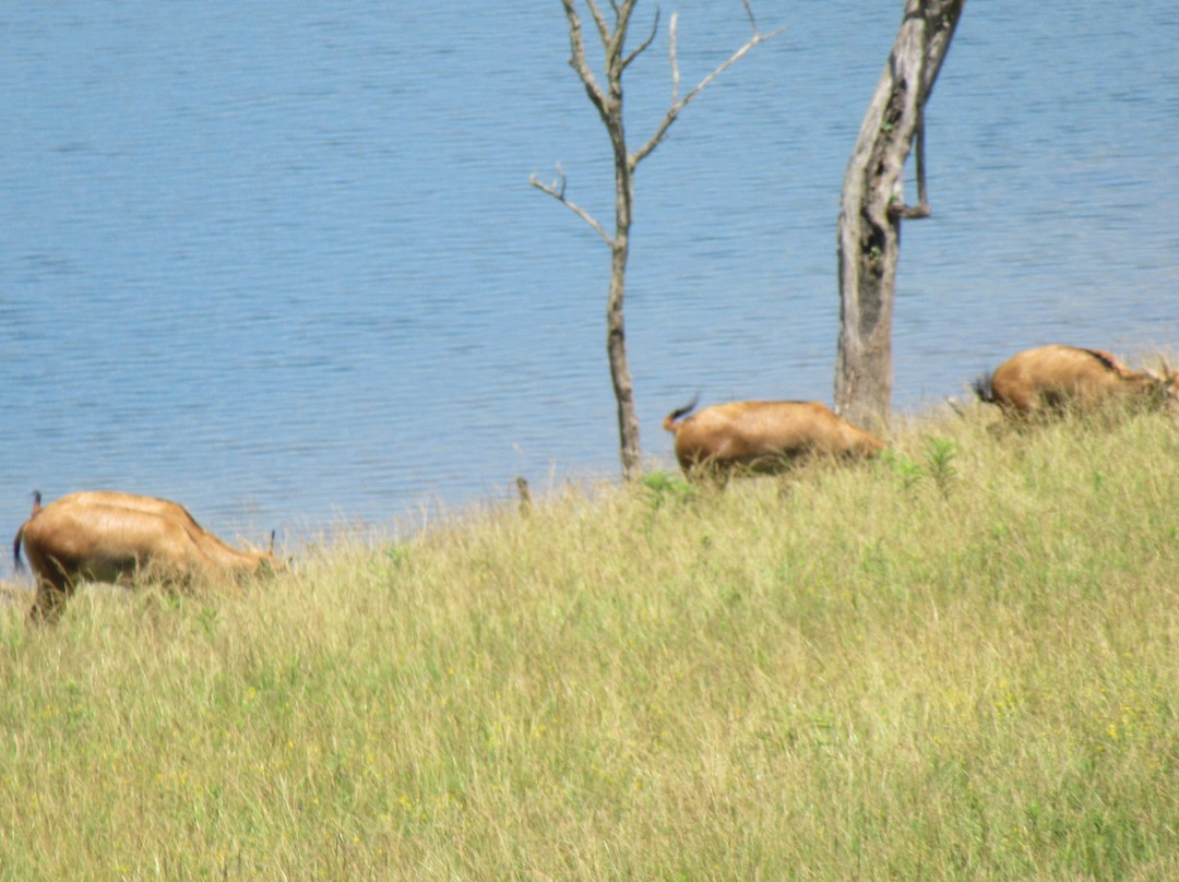 Wild Zipline Safari-Cumberland必去景点