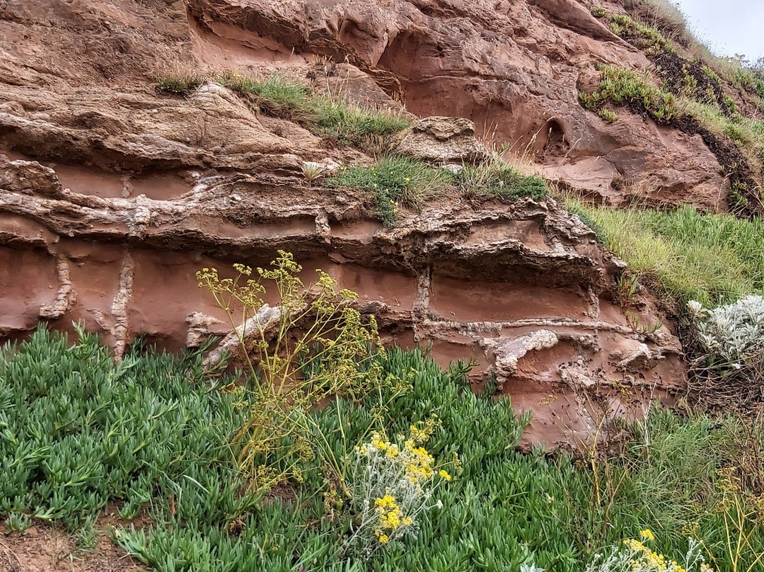 Red Rock Roots-Budleigh Salterton必去景点