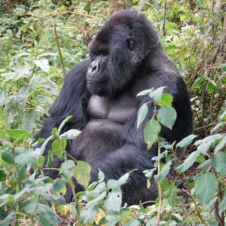 Gorilla Trek Africa-吉佳利必去景点