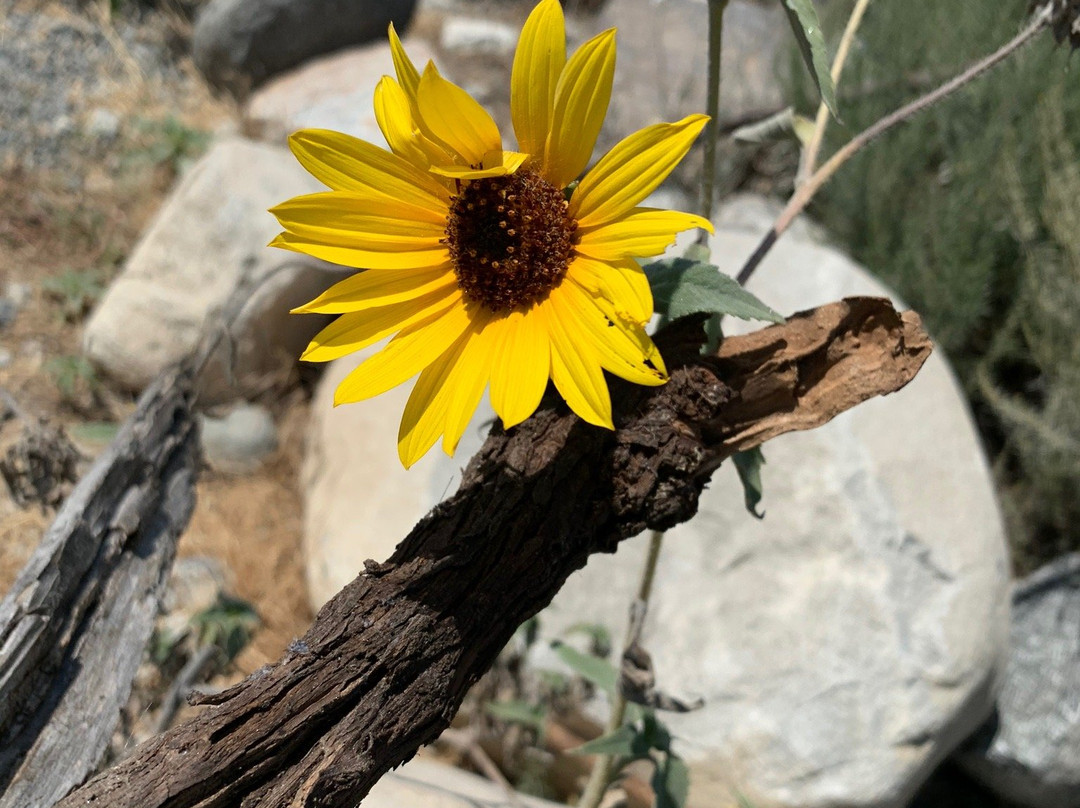 Bonita Falls Trail-Lytle Creek必去景点