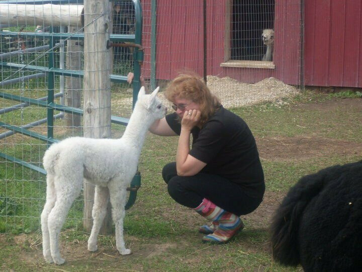 Kickin' Back Alpaca Ranch景点图片