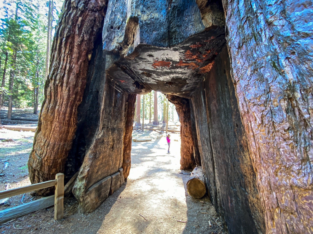 California Tunnel Tree-优胜美地国家公园必去景点