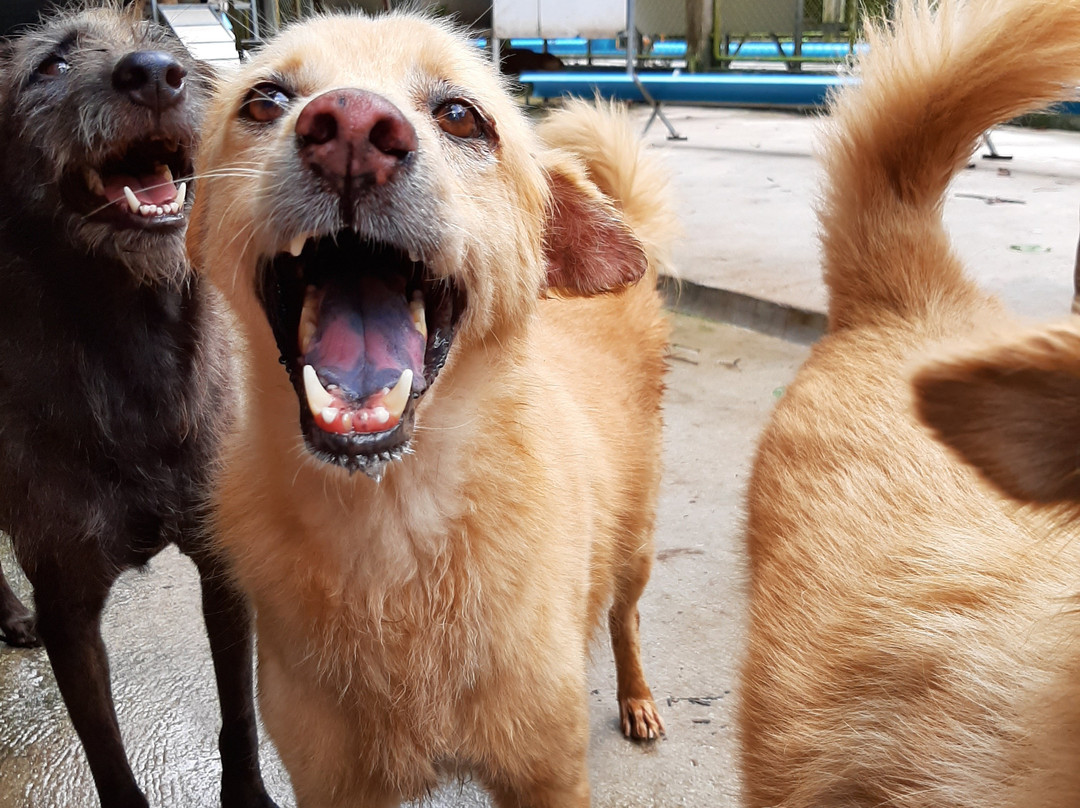 流浪狗基金会-普吉岛必去景点
