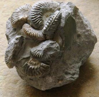 Staffin Fossil Museum景点图片