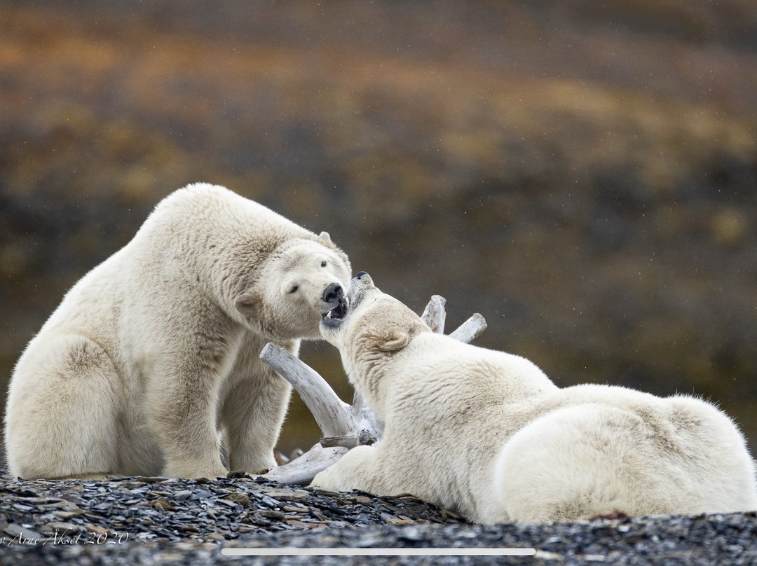 Arctic Wildlife Tours-朗伊尔城必去景点