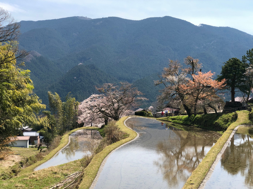 Mitake no Sakura景点图片