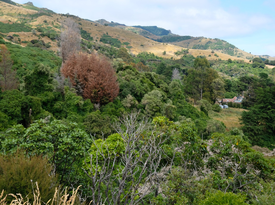 Hinewai Reserve-阿卡罗阿必去景点