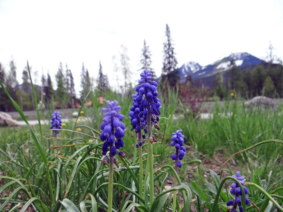 Blue River Black Spruce Provincial Park-Blue River必去景点