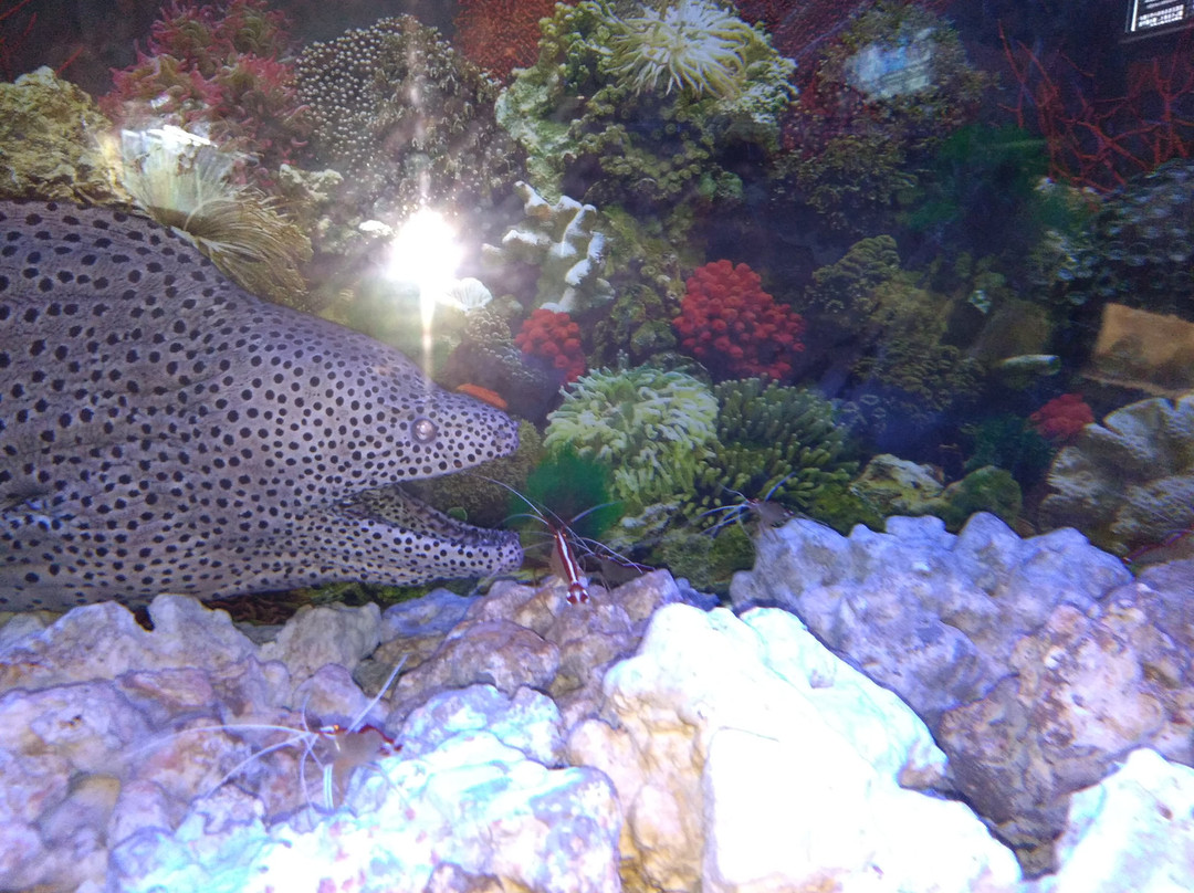 Susami Crustacean Aquarium-周参见町必去景点