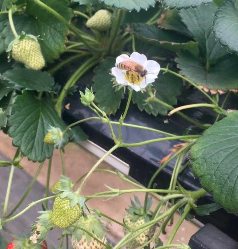 Iida Strawberry Farm-东庄町必去景点