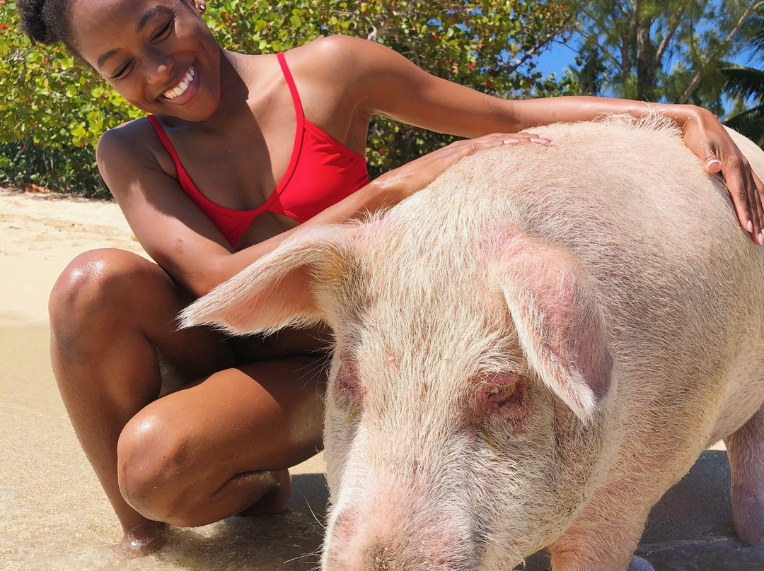 Da Pig Beach Nassau-拿骚必去景点