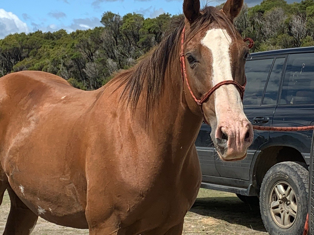 Cradle Country Adventures-摇篮山圣克莱尔湖国家公园必去景点