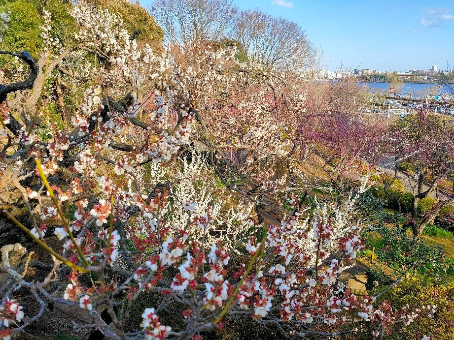 Mito Plum Festival-水户市必去景点