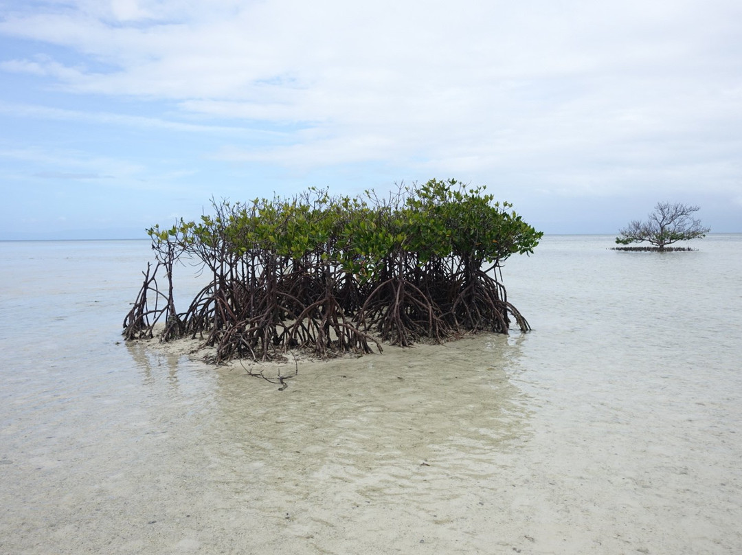 Dolphin Watching, Snorkeling & Island Hopping景点图片