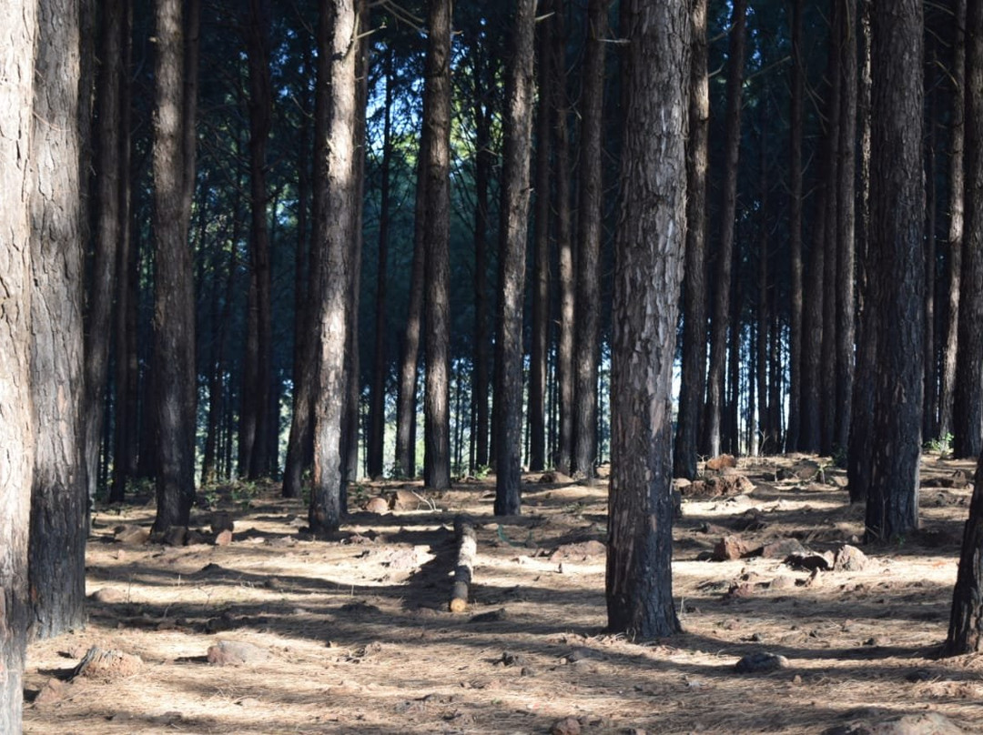 Koel View Point景点图片