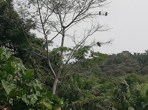 Panama Boat Tours-巴拿马城必去景点