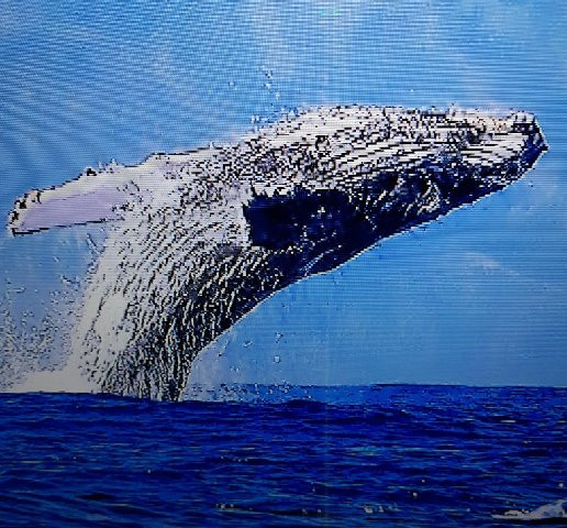 Whale Center of the Pacific景点图片