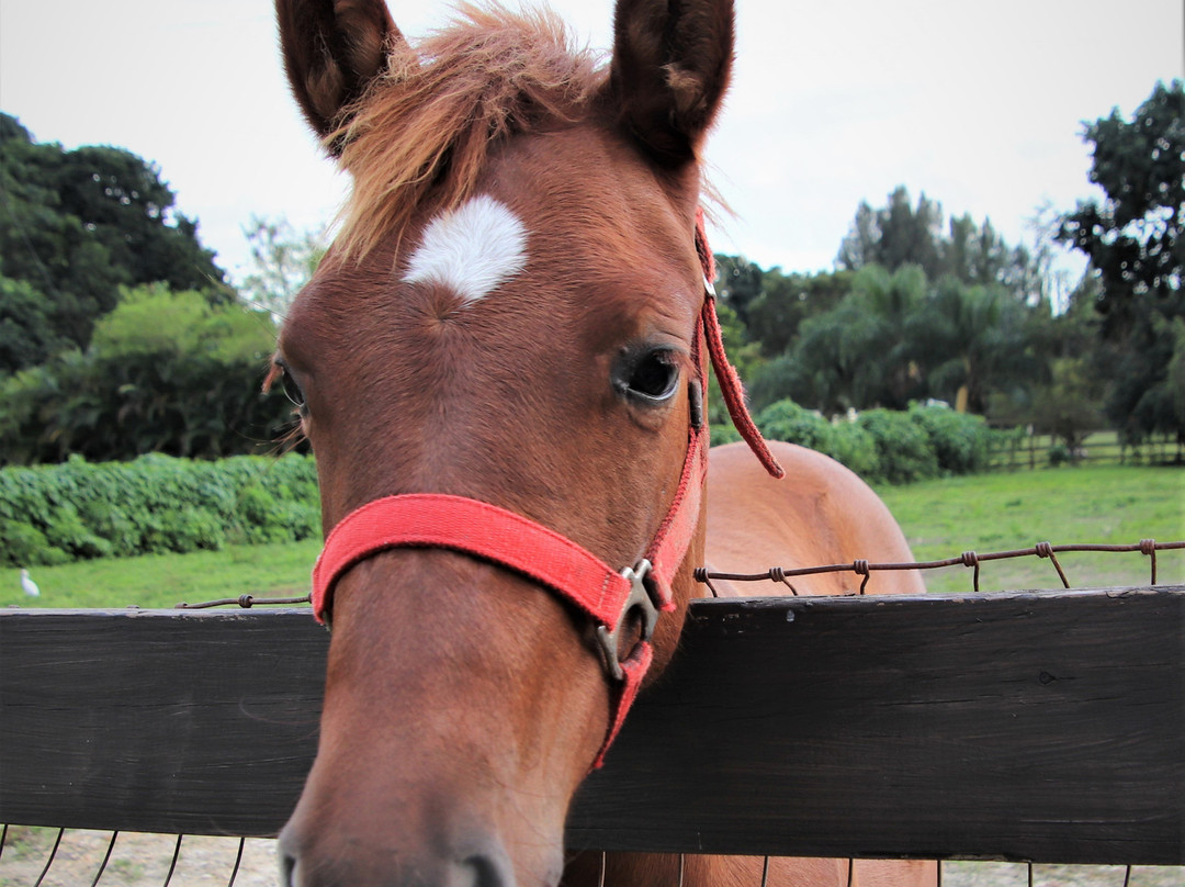 Intentions Ranch & Intentions Publishing-Southwest Ranches必去景点