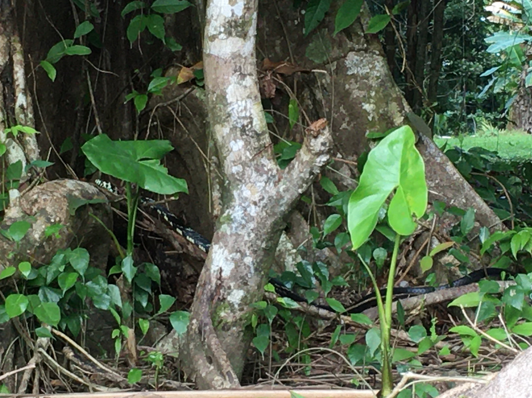 Sendero Cerro Tortuguero景点图片