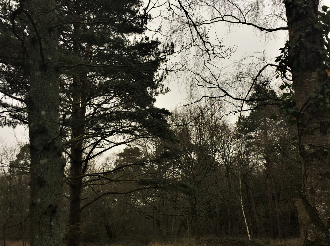 Orlestone Forest Nature Reserve-Warehorne必去景点