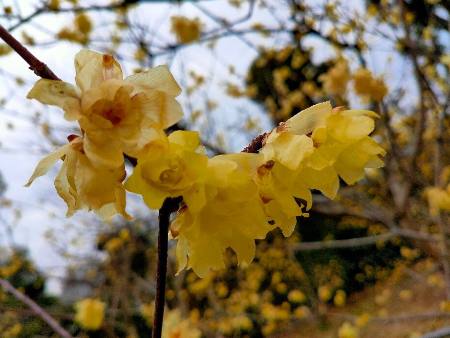 Robai Park-所泽市必去景点