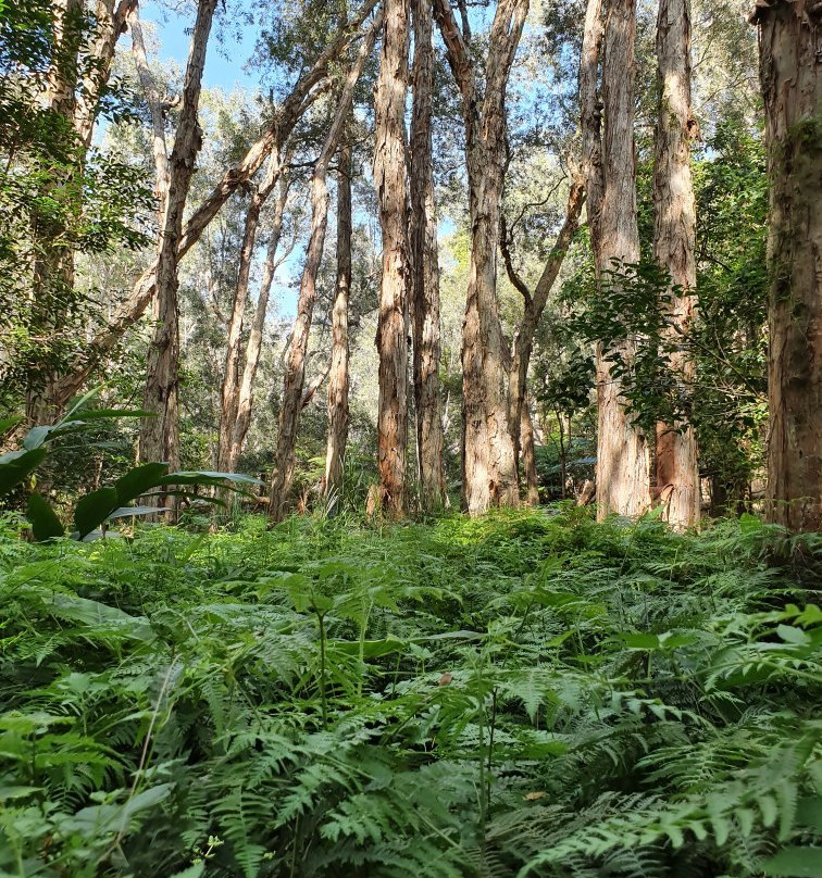 Kooloonbung Creek Nature Park景点图片
