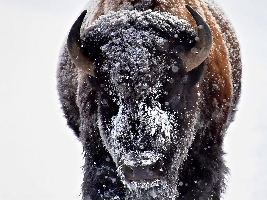Yellowstone Adventure Tours-大斯凯必去景点