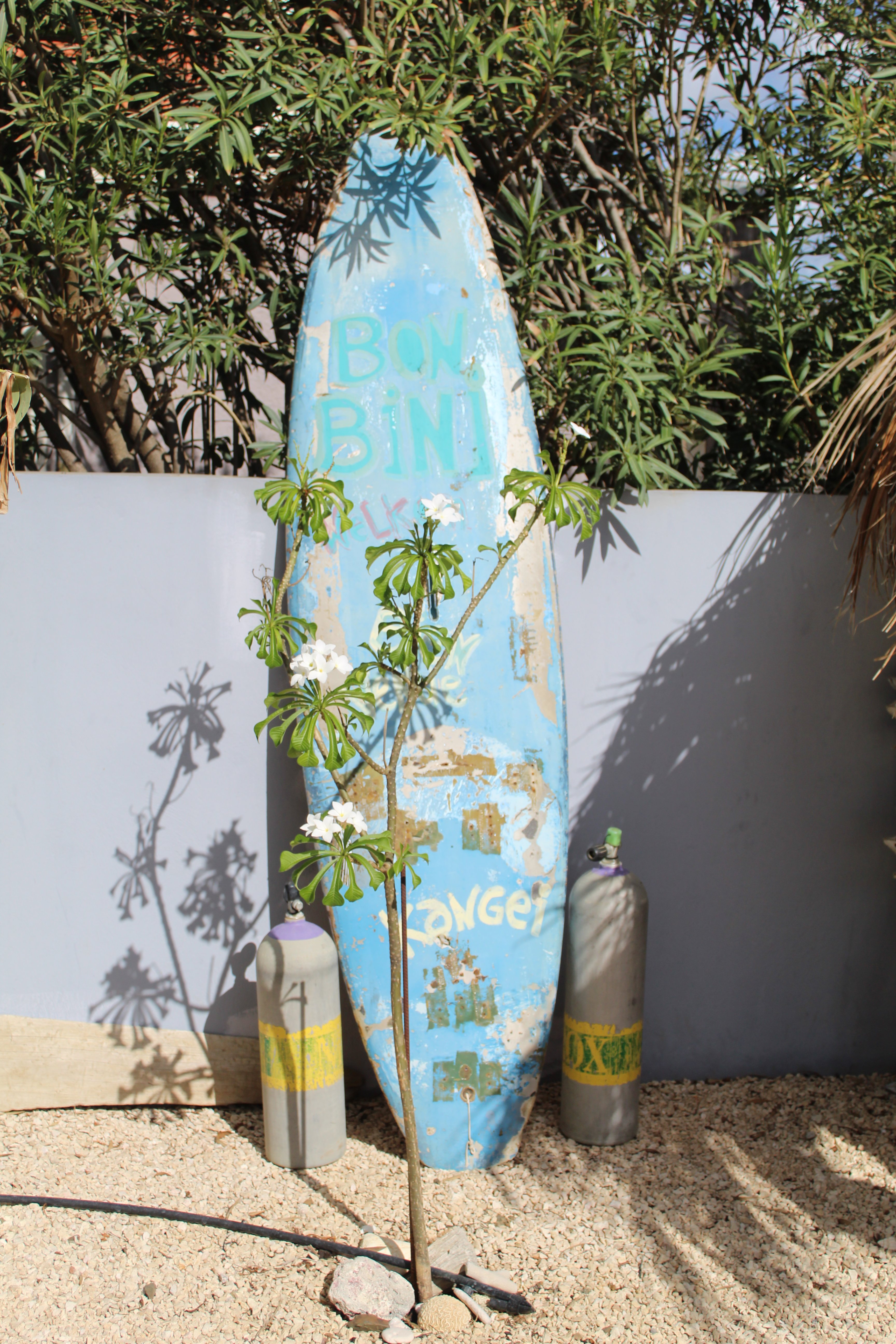 Oasis Guesthouse Bonaire-泳池