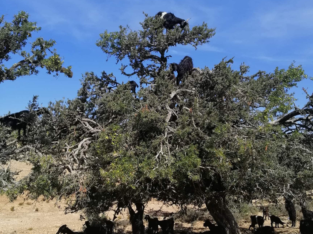 Mooja Surf Camp-Tamraght必去景点