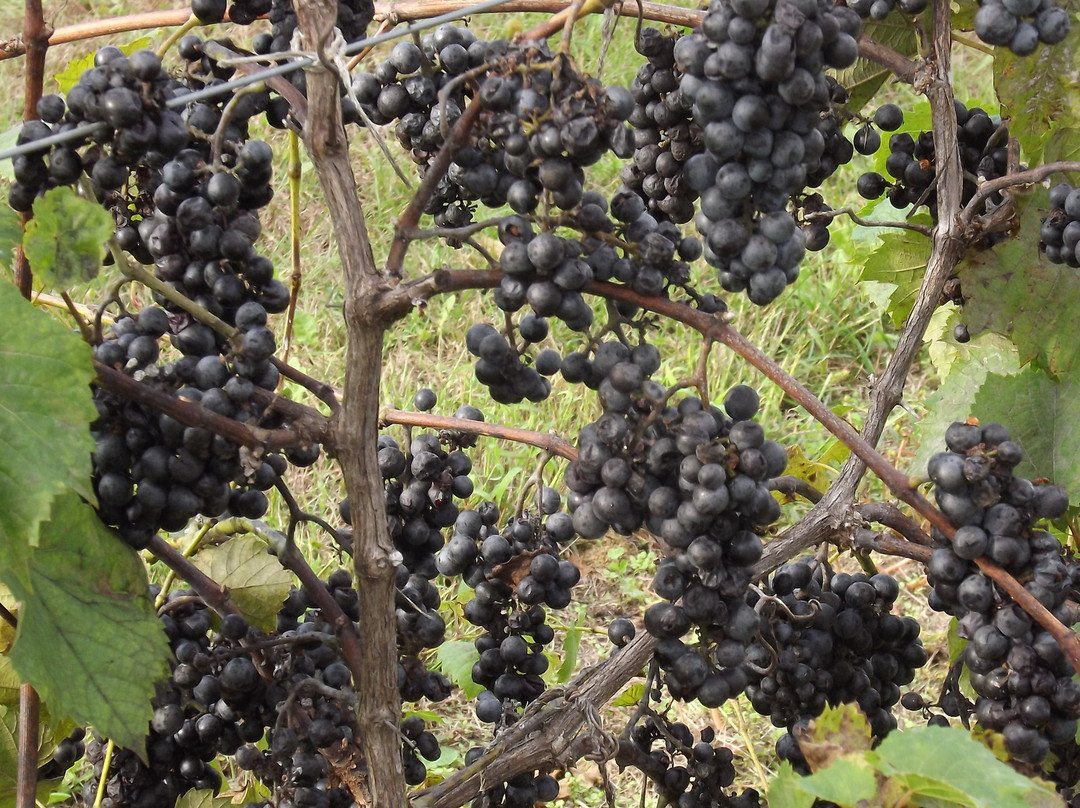 Balic Winery景点图片