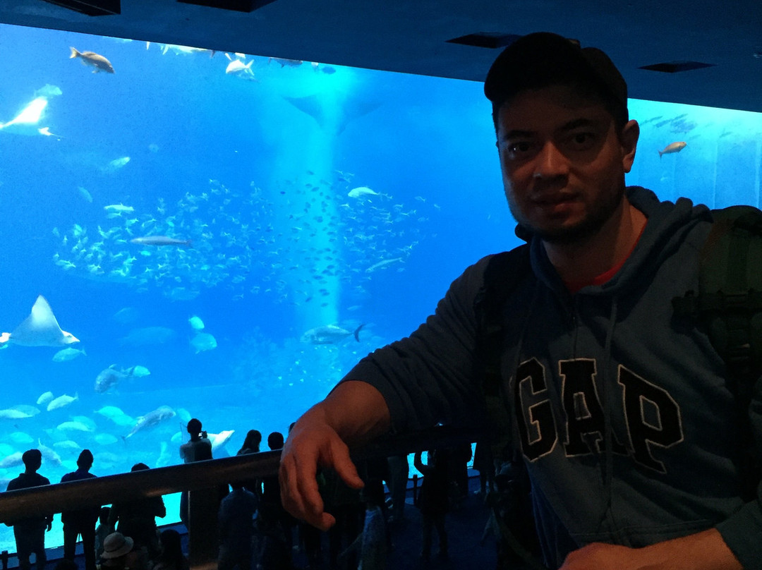 冲绳美之海水族馆景点图片