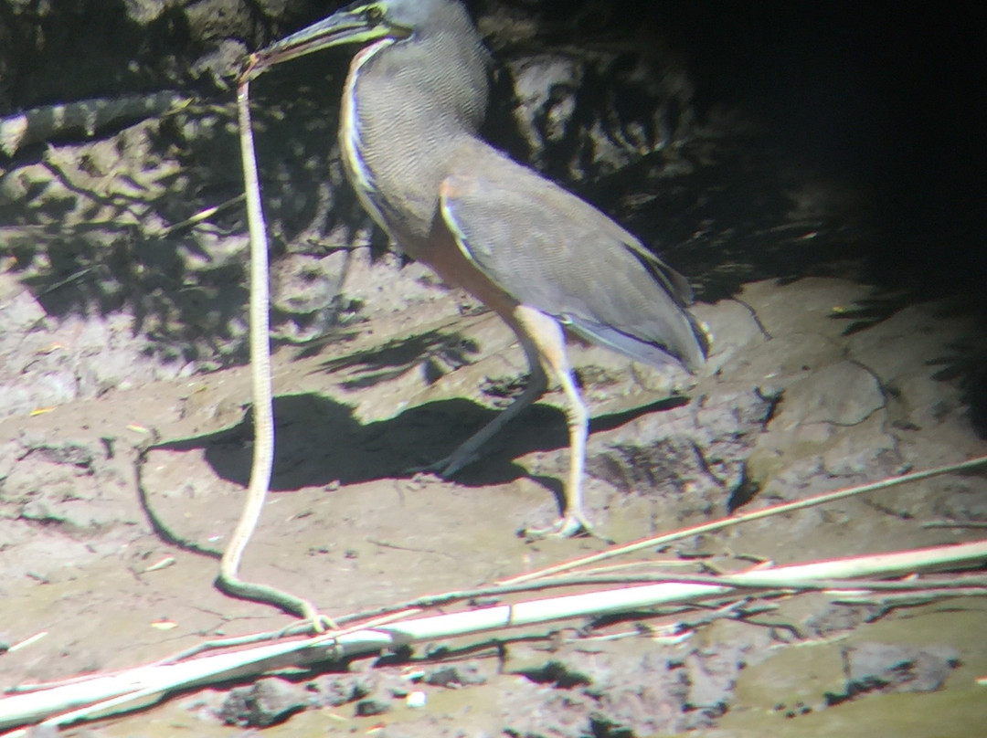 Jabiru Tours Palo Verde by Boat景点图片