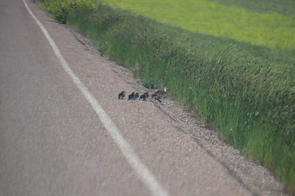 Benton Lake National Wildlife Refuge-大瀑布市必去景点