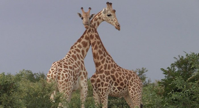 Koure Giraffe Reserve-Koure必去景点