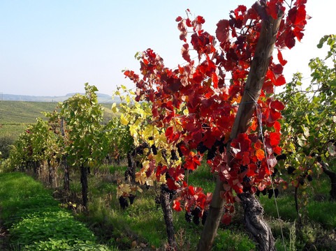 Domaine Wassler-Blienschwiller必去景点