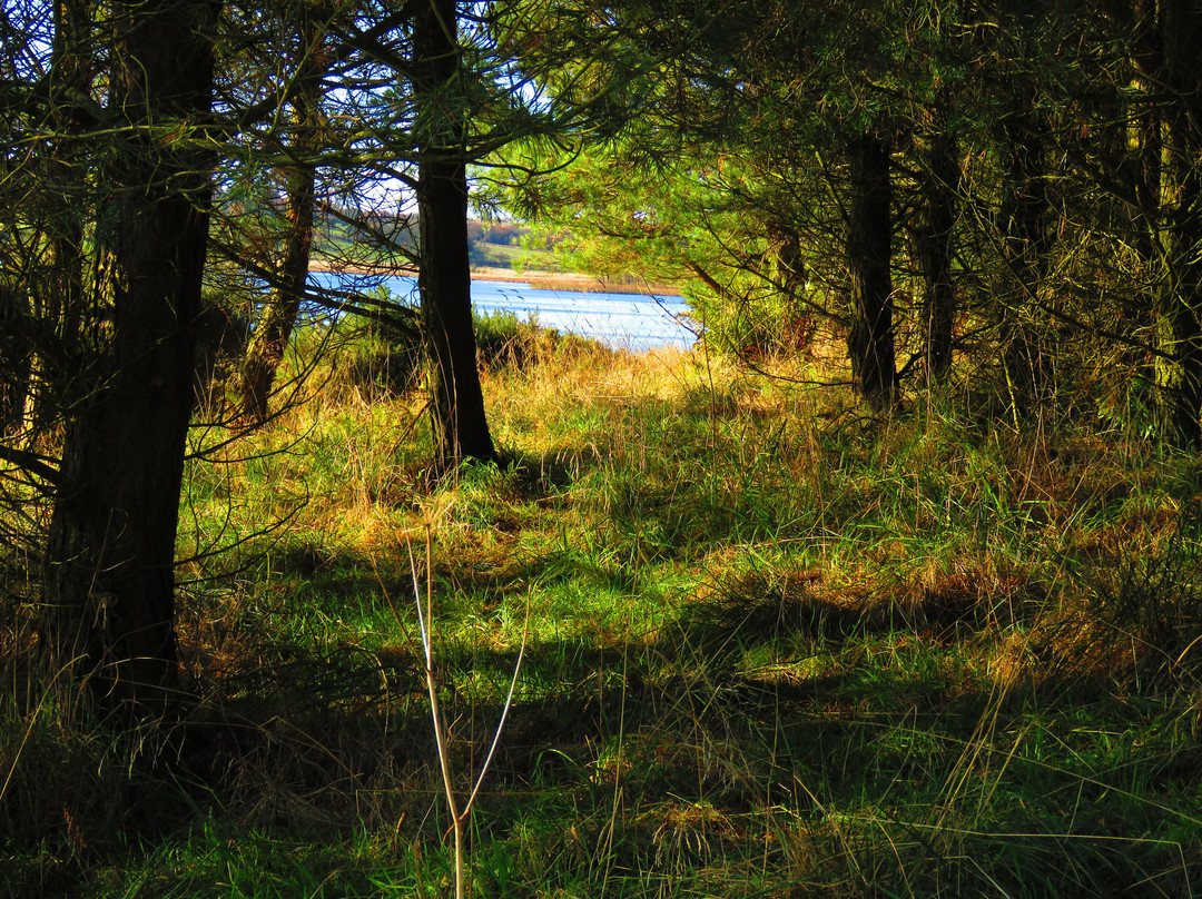 Loch Fitty景点图片